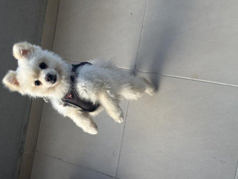 Uygun verilecek pomeranian