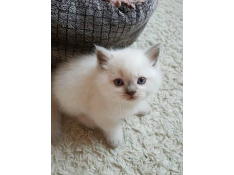 Blue point british shorthair yavrular