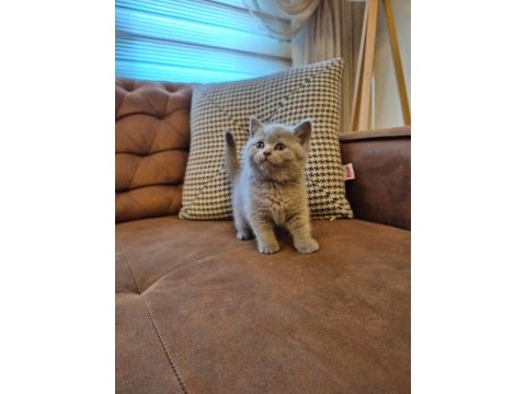 Lilac koca kafalı british shorthair