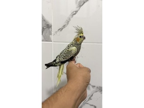Sultan papağanı sahiplendirilecektir