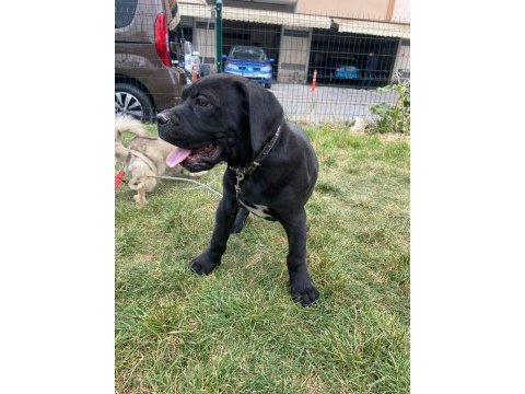 7 aylık şecereli bir dişi ve bir erkek cane corso