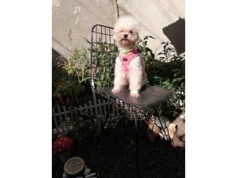 Toy poodle orjinal beyaz