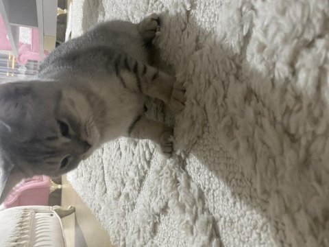 2 tane british shorthair yavrularımız