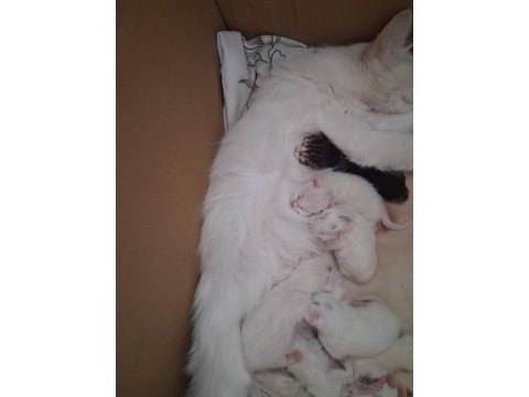 6 yavru 5 beyaz 1 siyah british longhair