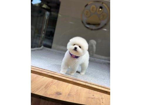 Sağlık ve ırk garantili pomeranian köpeği