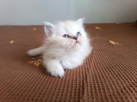 British longhair tatlı oğlumuz