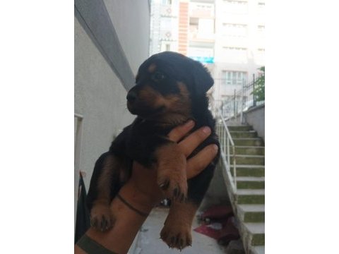 Rottweiler