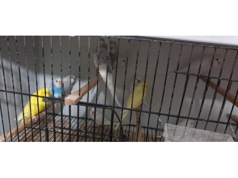 Ele gelmelik ve erişkin muhabbetler