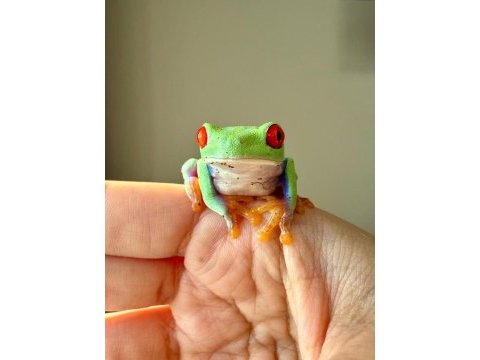 Red eye tree frog