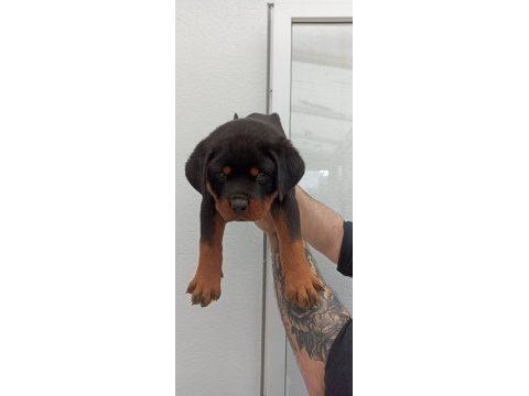 Üst kalite çok kaliteli rottweiler yavrular şecereli