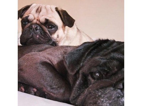 Siyah pug 4 yaşında