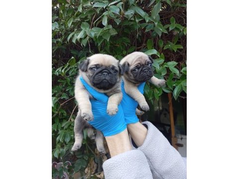 A kalite pug mops sıfır burun bebekler