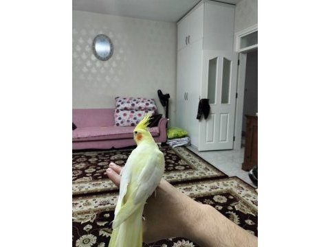 Lutino erkek sultan papağanı