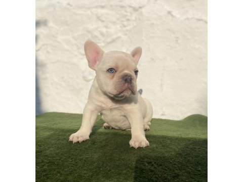 Blue tan platinum anatomi harikası egzotik french bulldog