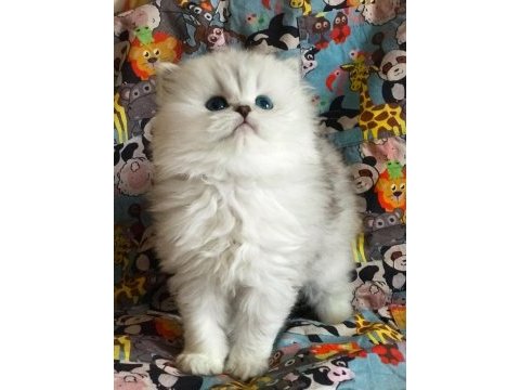 British longhair silver shaded