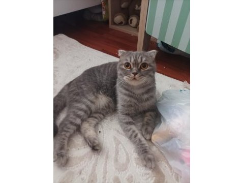 Scottish fold yavrularımız