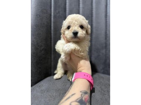 Her renk maltipoo yavrumuzu canlı görebilirsiniz