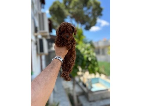 Kg garantili a kalite lekesiz poodle yavrularımız