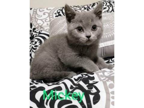 Scottish fold british longhair yavru kediler adana