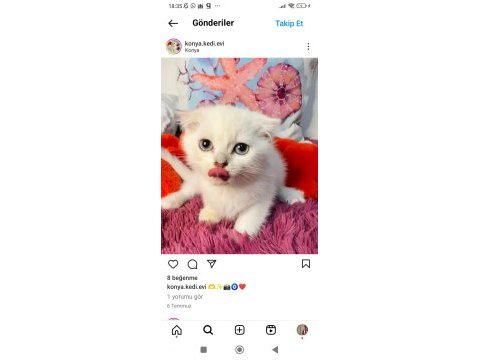 Orjinal safkan british shorthair yavrular