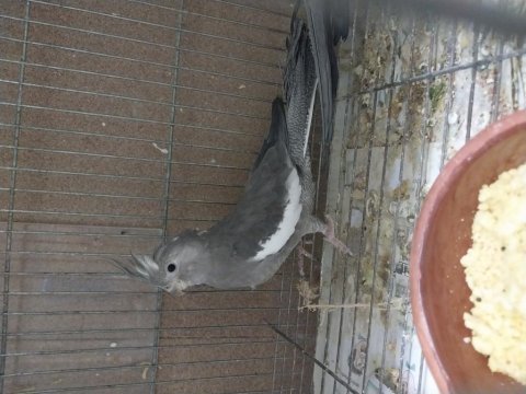 Yavru sultan wf albino ve grey 1 takim wf sultan