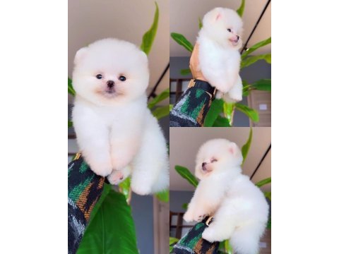 Pomeranian boo seçkin yavrularımıza yuva arıyoruz