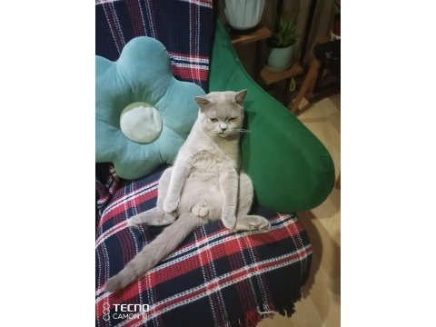 Acil sahiplendirme british shorthair