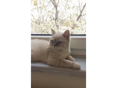 British shorthair blue point dişi kedimiz
