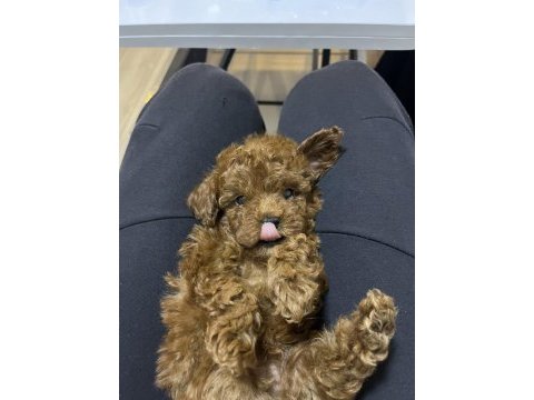 Korekan toy poodle bebekler