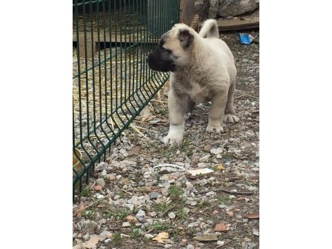 A kalite kangal yavrular detaylı bilgi için arayınız