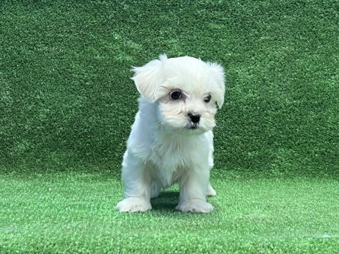 Mükemmel maltese yavru