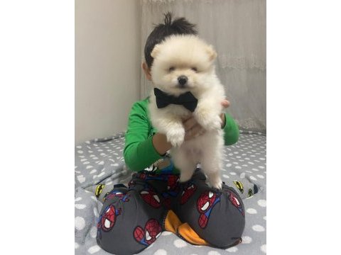 Yakışıklı erkek pomeranian
