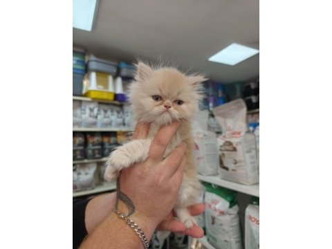Türünün güzel örneklerinden british longhair yavrular