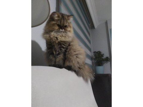 British longhair kızımız sahip arıyor.