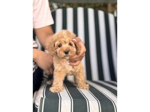 Orjinal babyface toy poodle yavrular