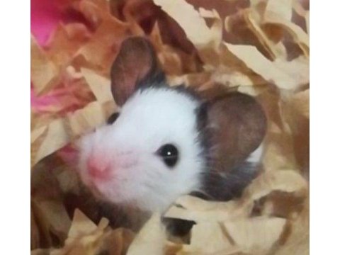 Panda mice yavrular ve malzemeleri adrese teslim vardır
