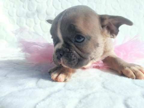 Güzeller güzeli french bulldog bebeklerimiz