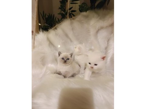 Sevimli british shorthair bebekler