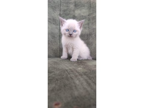 British shorthair minikler