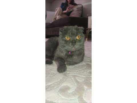 Scottish fold kedim yuva arıyor