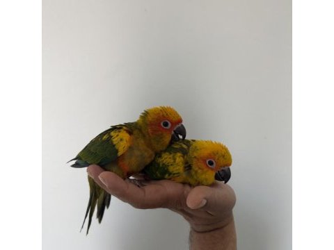 Bebek güneş konur papağanları