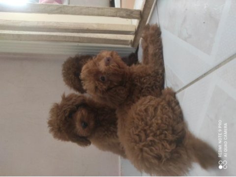 6.5 aylık küçük boy kore poodleler