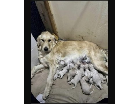 A kalite ırk sağlık garantili golden retriever yavrular