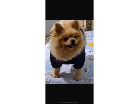 Pomeranian boo 2,5 yaşında