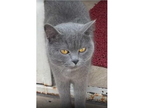 Ücretsiz sahiplendirme british shorthair 1 yaşında