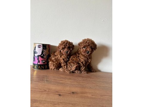 Uyguna aileden toy poodle
