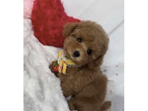 Toy poodle safkan köpeği