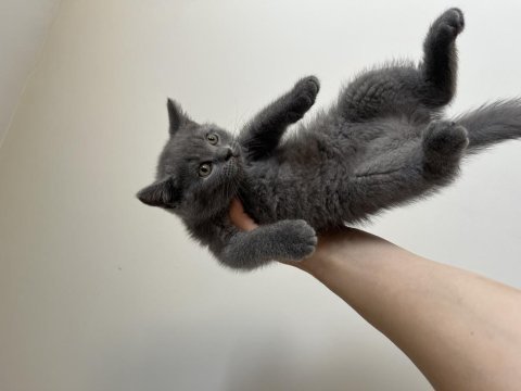 Safkan british shorthair bebek