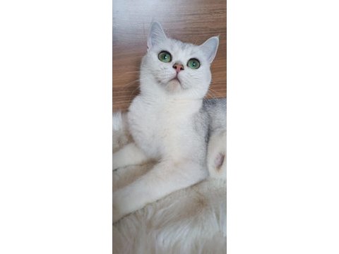2 yaşında dişi british shorthair