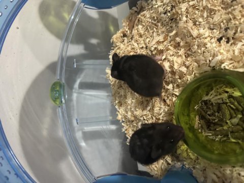 Yavru suriye hamsterları